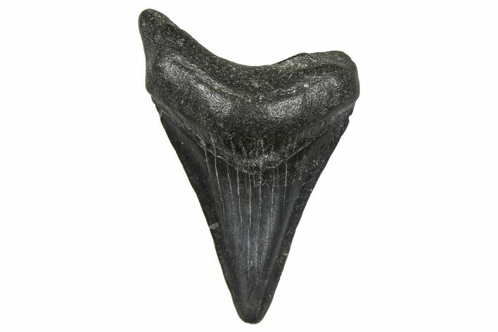 Juvenile Megalodon Tooth - South Carolina #370094
